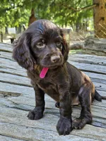 Passion , a female Boykin Spaniel for sale in Clarks Hill, SC – 6 of 6