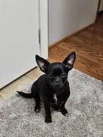 Pingpong, a female Chihuahua for sale in Clarks Hill, SC – Photo 3 of 4