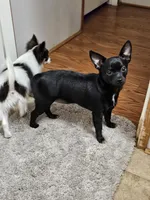 Pingpong, a female Chihuahua for sale in Clarks Hill, SC – Photo 4 of 4