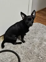 Pingpong, a female Chihuahua for sale in Clarks Hill, SC – Photo 2 of 4