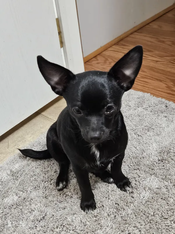 Pingpong – Chihuahua puppy for sale in Clarks Hill, SC