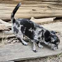 Chocolate Mer, a female Chihuahua for sale in Clarks Hill, SC – 2 of 5