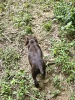 Male 2, a male Boykin Spaniel for sale in Clarks Hill, SC – 3 of 5