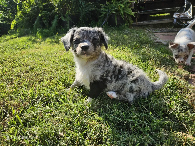 Frizzle – Chihuahua puppy for sale in Clarks Hill, SC