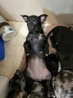 Big girl, a female Chihuahua for sale in Clarks Hill, SC – Photo 2 of 3