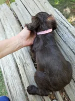 Cherry Blossom , a female Boykin Spaniel for sale in Clarks Hill, SC – 5 of 5
