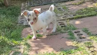 Moon, a female Chihuahua for sale in Clarks Hill, SC – 1 of 6