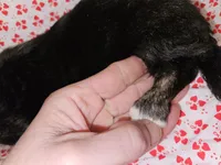 Lover, a male Chihuahua for sale in Clarks Hill, SC – Photo 1 of 7