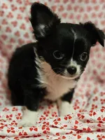 Lover, a male Chihuahua for sale in Clarks Hill, SC – Photo 3 of 7