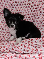 Lover, a male Chihuahua for sale in Clarks Hill, SC – Photo 4 of 7