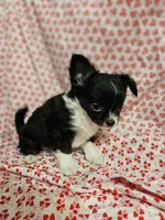 Lover, a male Chihuahua for sale in Clarks Hill, SC – Photo 7 of 7