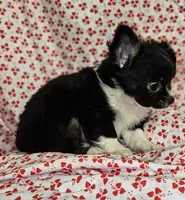 Lover, a male Chihuahua for sale in Clarks Hill, SC – Photo 5 of 7