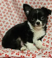 Lover, a male Chihuahua for sale in Clarks Hill, SC – Photo 6 of 7