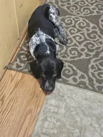 Sweet Pea, a female German Shorthaired Pointer for sale in Clarks Hill, SC – Photo 1 of 2