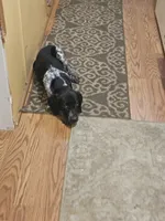 Sweet Pea, a female German Shorthaired Pointer for sale in Clarks Hill, SC – Photo 2 of 2