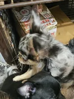 Twinkie, a male Chihuahua for sale in Clarks Hill, SC – Photo 2 of 3