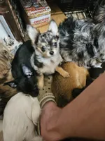 Twinkie, a male Chihuahua for sale in Clarks Hill, SC – Photo 3 of 3