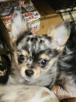 Twinkie, a male Chihuahua for sale in Clarks Hill, SC – Photo 1 of 3