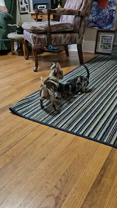 Batman , a male Chihuahua for sale in Clarks Hill, SC – 4 of 4