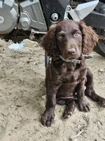 Boykin Rocket, a male Boykin Spaniel for sale in Clarks Hill, SC – 2 of 2