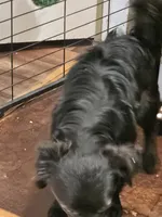 All mixed up, a male Boykin Spaniel for sale in Clarks Hill, SC – 2 of 2