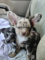Batman , a male Chihuahua for sale in Clarks Hill, SC – 1 of 4