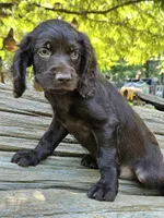 Star fruit, a female Boykin Spaniel for sale in Clarks Hill, SC – 5 of 6