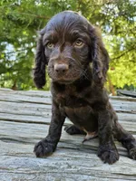 Kiwi , a male Boykin Spaniel for sale in Clarks Hill, SC – 1 of 4