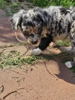 Frizzle, a male Chihuahua for sale in Clarks Hill, SC – 5 of 5