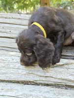 Star fruit, a female Boykin Spaniel for sale in Clarks Hill, SC – 4 of 6