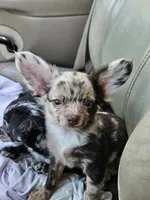 Batman , a male Chihuahua for sale in Clarks Hill, SC – 3 of 4