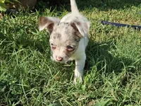 Moon, a female Chihuahua for sale in Clarks Hill, SC – 4 of 6