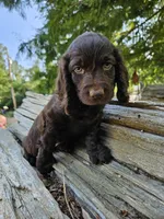 Grape, a female Boykin Spaniel for sale in Clarks Hill, SC – 4 of 5