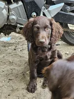 Boykin Rocket, a male Boykin Spaniel for sale in Clarks Hill, SC – 1 of 2