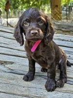Passion , a female Boykin Spaniel for sale in Clarks Hill, SC – 5 of 6