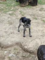 Sweetie, a female German Shorthaired Pointer for sale in Clarks Hill, SC – 1 of 2
