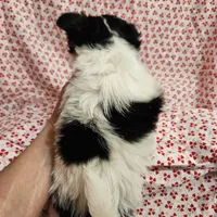 Fluffy Butt, a female Chihuahua for sale in Clarks Hill, SC – Photo 4 of 6