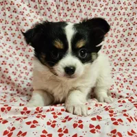 Fluffy Butt, a female Chihuahua for sale in Clarks Hill, SC – Photo 5 of 6