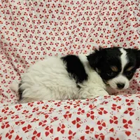 Fluffy Butt, a female Chihuahua for sale in Clarks Hill, SC – Photo 6 of 6