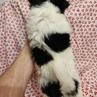 Fluffy Butt, a female Chihuahua for sale in Clarks Hill, SC – Photo 2 of 6