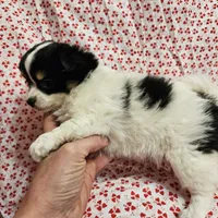 Fluffy Butt, a female Chihuahua for sale in Clarks Hill, SC – Photo 3 of 6