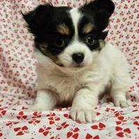 Fluffy Butt, a female Chihuahua for sale in Clarks Hill, SC – Photo 1 of 6