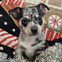 Big boy, a male Chihuahua for sale in Clarks Hill, SC – Photo 4 of 4