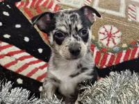 Big boy, a male Chihuahua for sale in Clarks Hill, SC – Photo 4 of 4