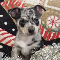 Big boy, a male Chihuahua for sale in Clarks Hill, SC – Photo 1 of 4