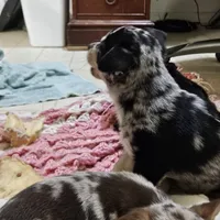 Big boy, a male Chihuahua for sale in Clarks Hill, SC – Photo 3 of 4