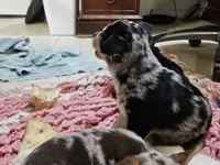 Big boy, a male Chihuahua for sale in Clarks Hill, SC – Photo 3 of 4