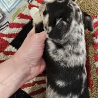 Big boy, a male Chihuahua for sale in Clarks Hill, SC – Photo 2 of 4