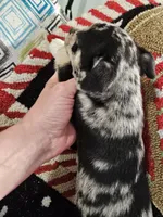 Big boy, a male Chihuahua for sale in Clarks Hill, SC – Photo 2 of 4