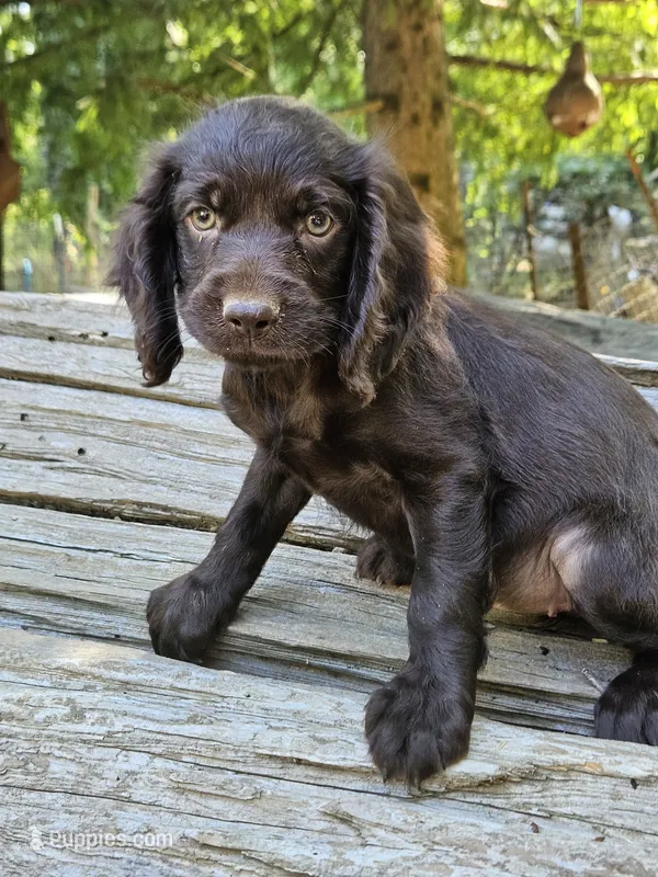 Star fruit – Boykin Spaniel puppy for sale in Clarks Hill, SC